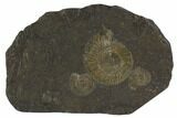 Dactylioceras Ammonite Cluster - Posidonia Shale, Germany #100247-1